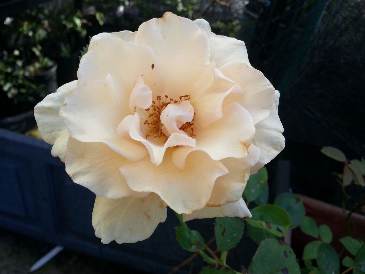 gentle persuation photo 20130622_183107_zps5c12638c.jpg